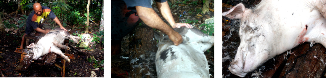 Images of recently slaughtered
        tropical backyard pig being shaved before butchering