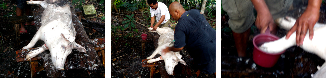 Images of recently slaughtered tropical backyard pig
        being shaved befroe butchering