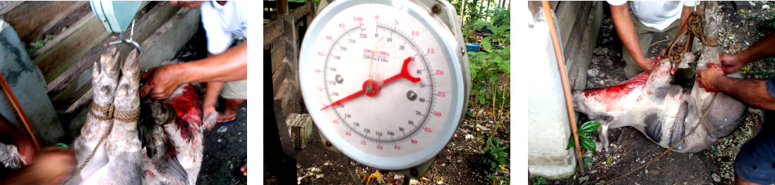 Imags of dead pig being weighed in tropical backyard