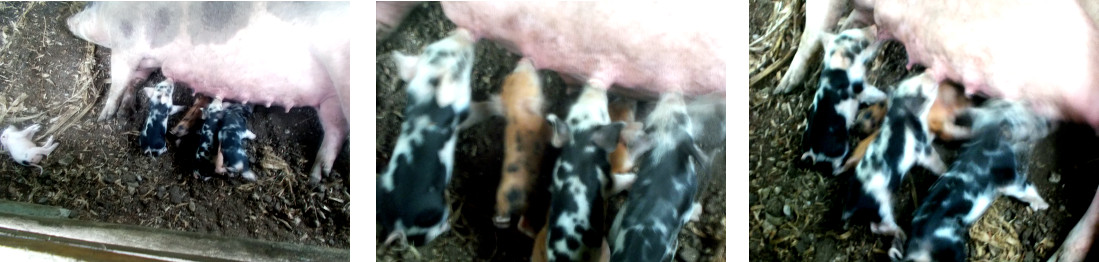 Images of tropical backyard piglets nursing on
              their sixth day