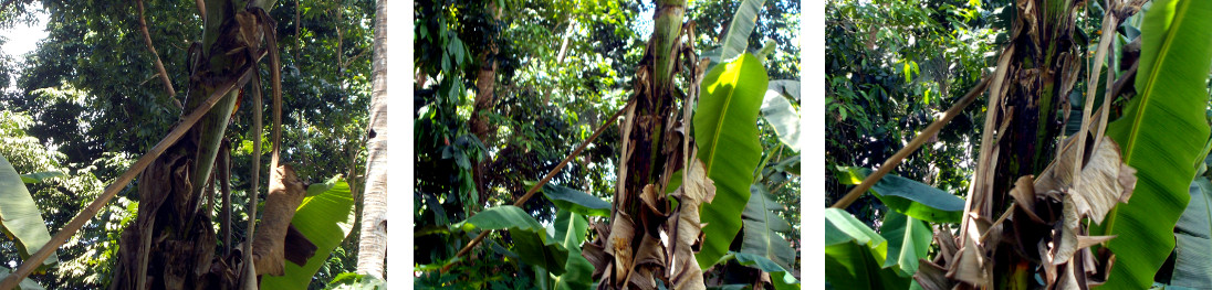 Images of dried banana leaves being
          harvested as nesting material for farrowing sow