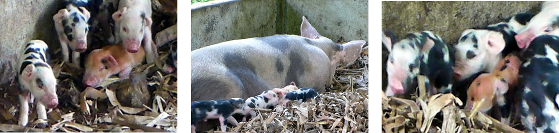 Images of tropical backyard sow with piglets