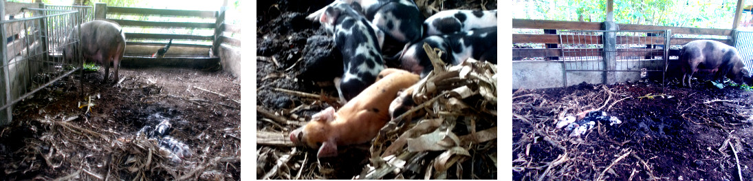 Images of tropical backyard sow and piglets