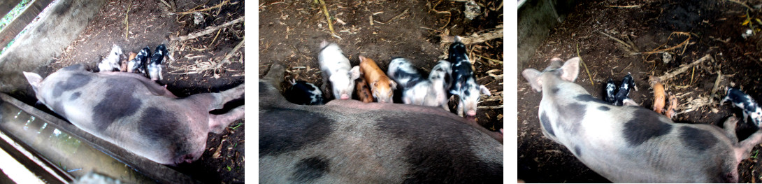 Images of tropical backyard sow and piglets