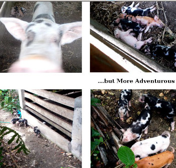 Visual Link to "No.Three's Fifth Farrowing"
          webpage