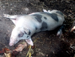 Image of tropical backyard
                  sow