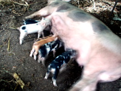 Image of tropical backyard
                    sow