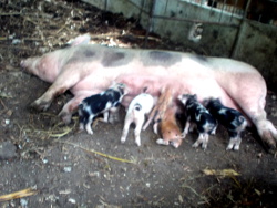 Image of tropical backyard sow