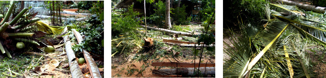 Images of tropical
                  backyard with men cutting down trees