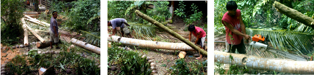 Imagws of men cutting up trees in tropical
                  backyard