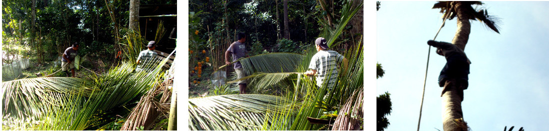 Images of men clearing debris from
        under tree in tropical backyard before felling it