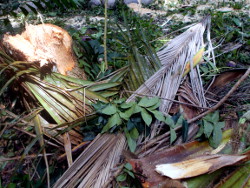 Image of debris after tree
                              felling