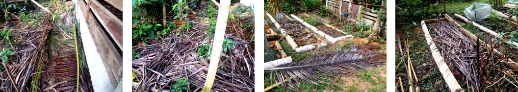 Images of moldy coconut fronds left to compost in
        tropical backyard garden