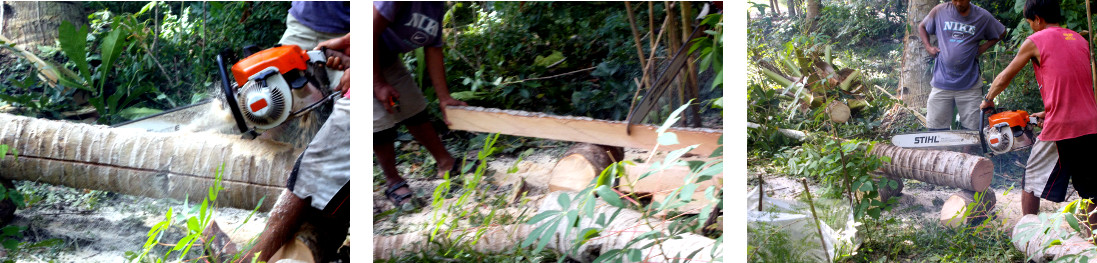 Images of recently felled coconut trees being cut up
            in tropical backyard