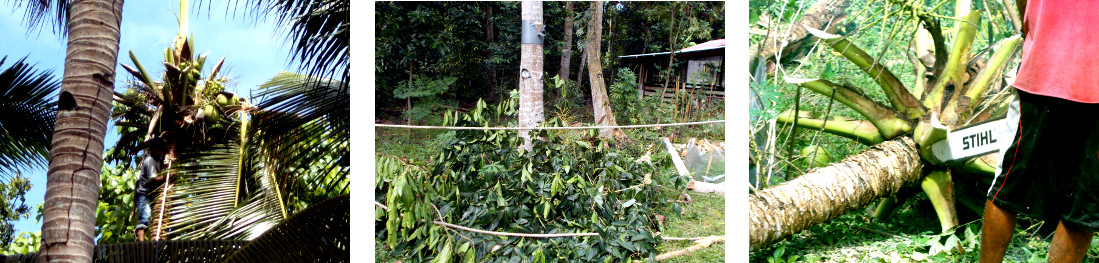 Images of coconut trees
                  being felled in tropical backyard