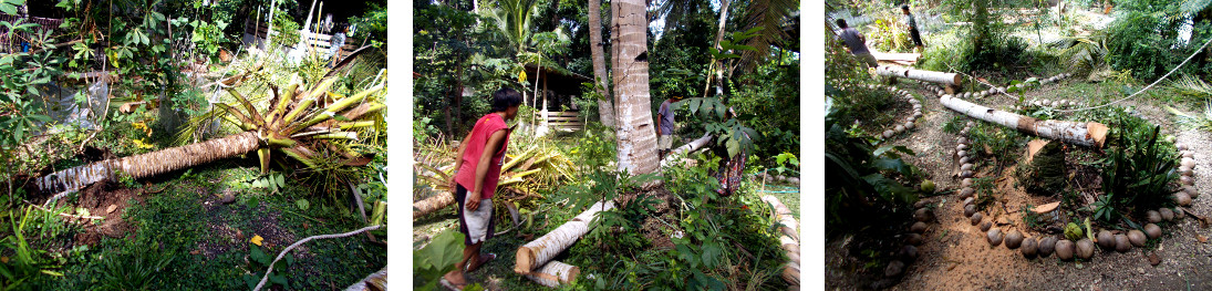Images of felled coconut tree in tropical
              backyard