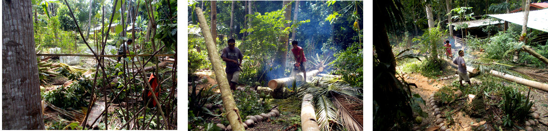 Images of trees being cut up in tropical
                  bakyard