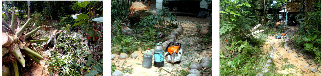 Images of tropical backyard during tree
                  cutting