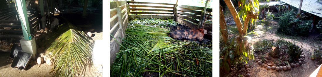 Images of tidy tropical backyard after felling
                  trees