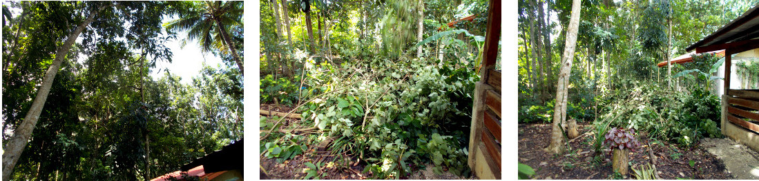 Images of tropical backyard
                  during tree cutting