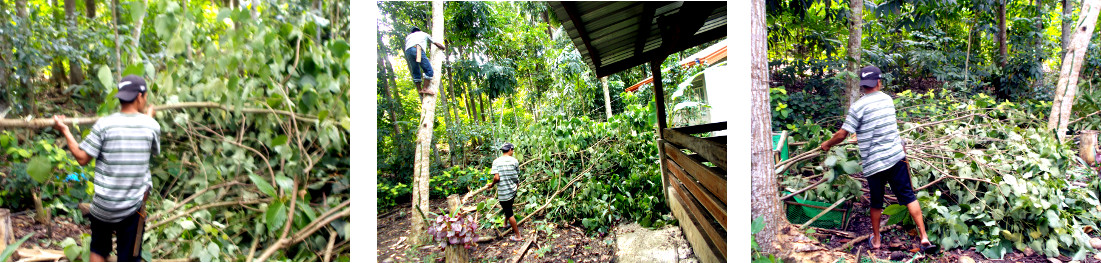 Imagws of debris from tree cutting in tropical
                  backyard