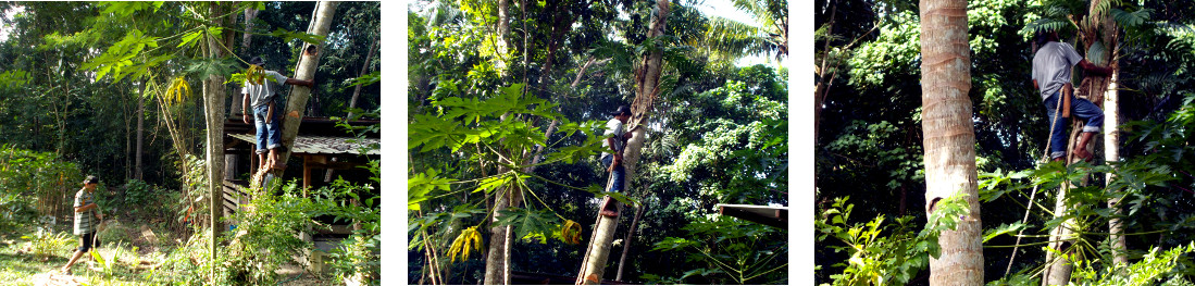 Images of man climbing coconut tree to
        tie rope before felling