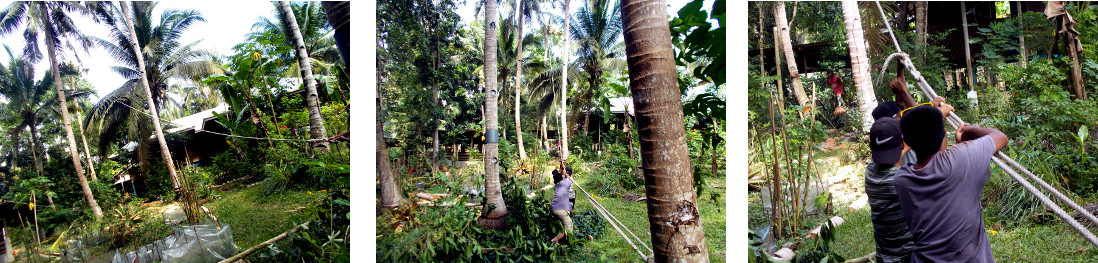 Imags of tropical backyard tree being felled
