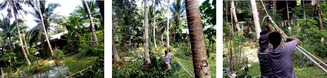 Imags of tropical backyard tree being felled