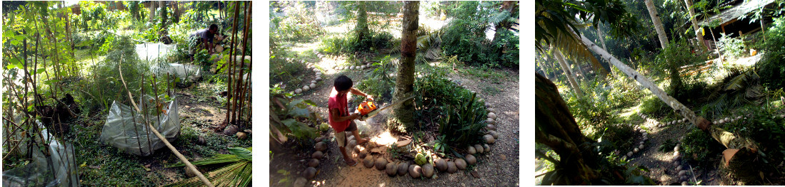 Images of coconut tree being
              felled in tropical backyard