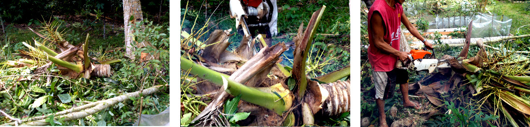 Imagws of men sawing up felled coconut trees
                  in tropical backyard