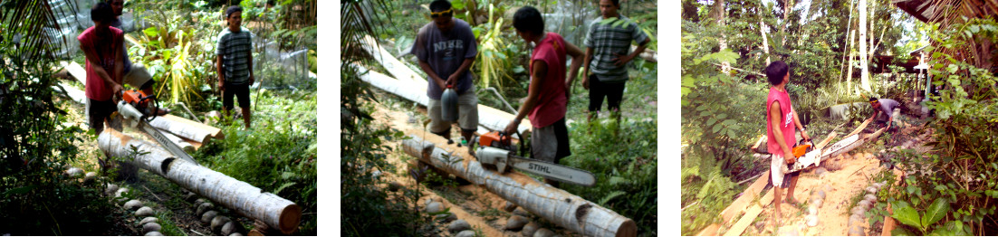 Images of men sawing up felled coconut tree in
              tropical backyard