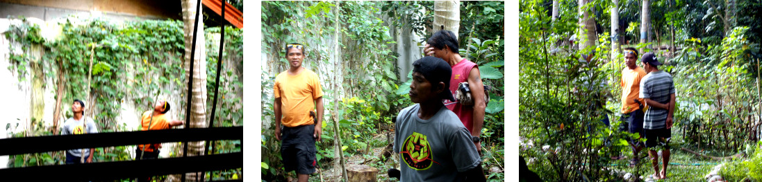 Imagws of men thinking about how to cut down
              trees in tropical backyard