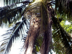 Image of coconut tree