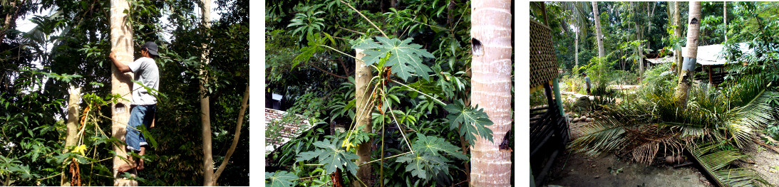 Imagws of man climbing a
                  tropical backyard coconut tree before felling it