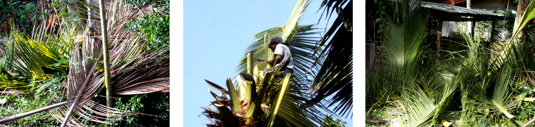 Images of coconut tree in tropical
        backyard being trimmed before felling