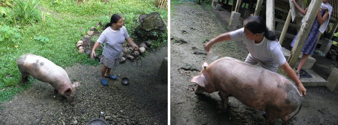 Images of Penny and Pig getting measured