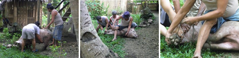 Tying the pig for
        weighing