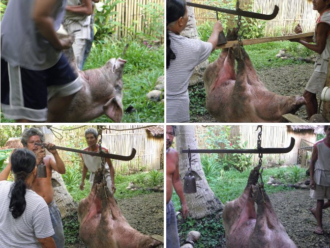 Images of Pig
        being weighed