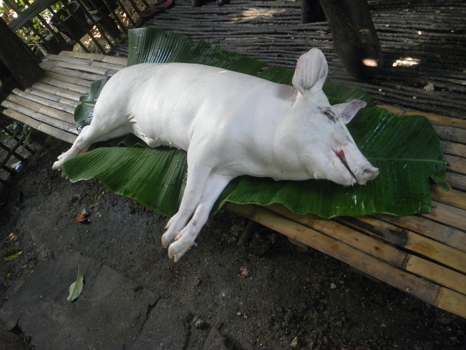 Image of Pig ready for butchering