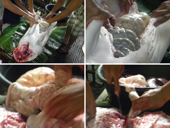 Images of Pig's intestines being removed