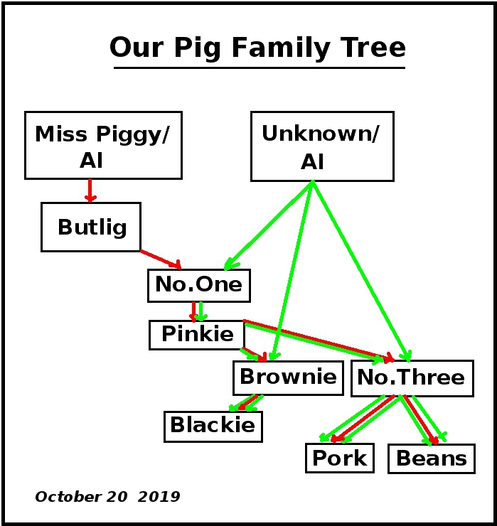 Image of tropical backyard pig family tree