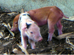 Image of newly born tropical backyard piglet