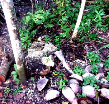 Image of tropical backyard piglets
        burial area