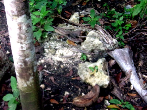 Image of tropical backyard piglets
        graves